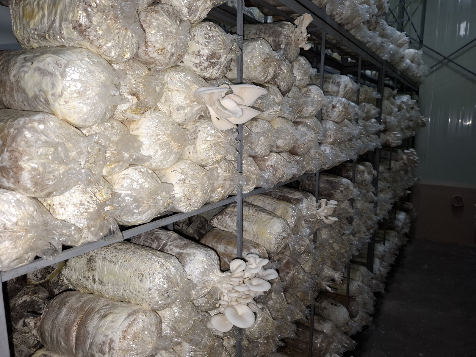 Oyster mushrooms growing on racks in a controlled production area.