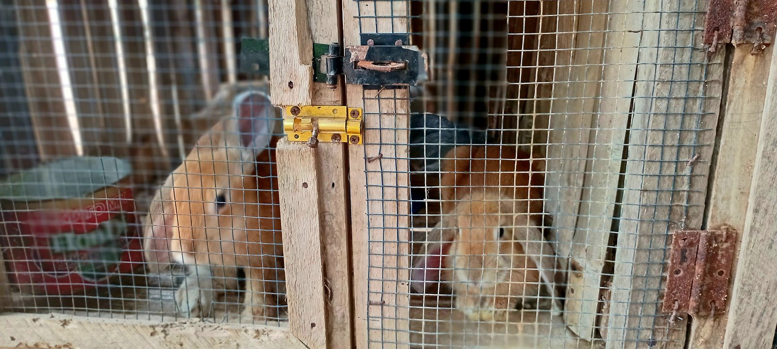 Rabbits housed in a managed rabbit-production setting.