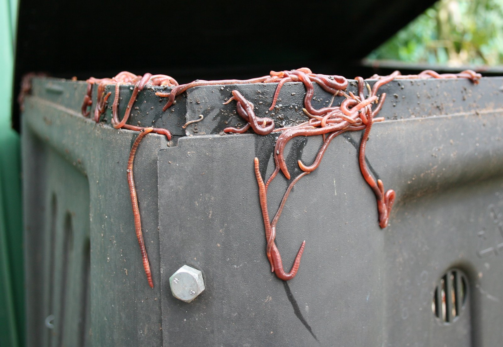 Composting worms in a managed composting system.