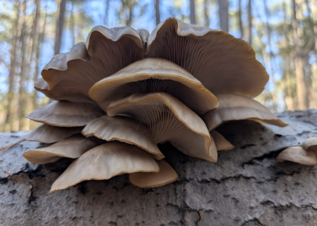 mushroom